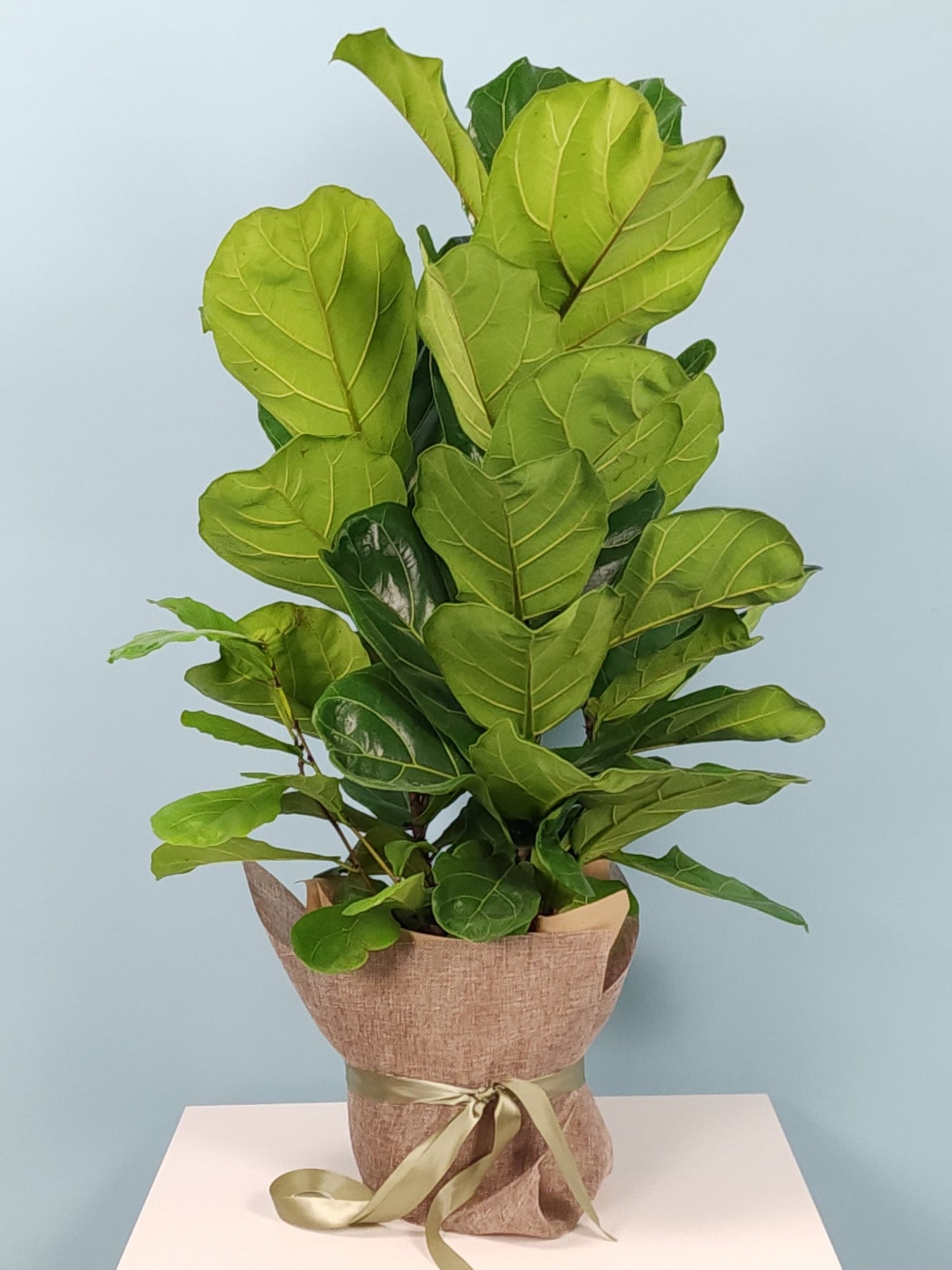 Hansford Flowers Plants