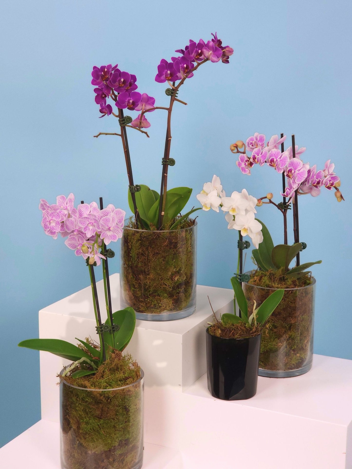 Hansford Flowers Plants