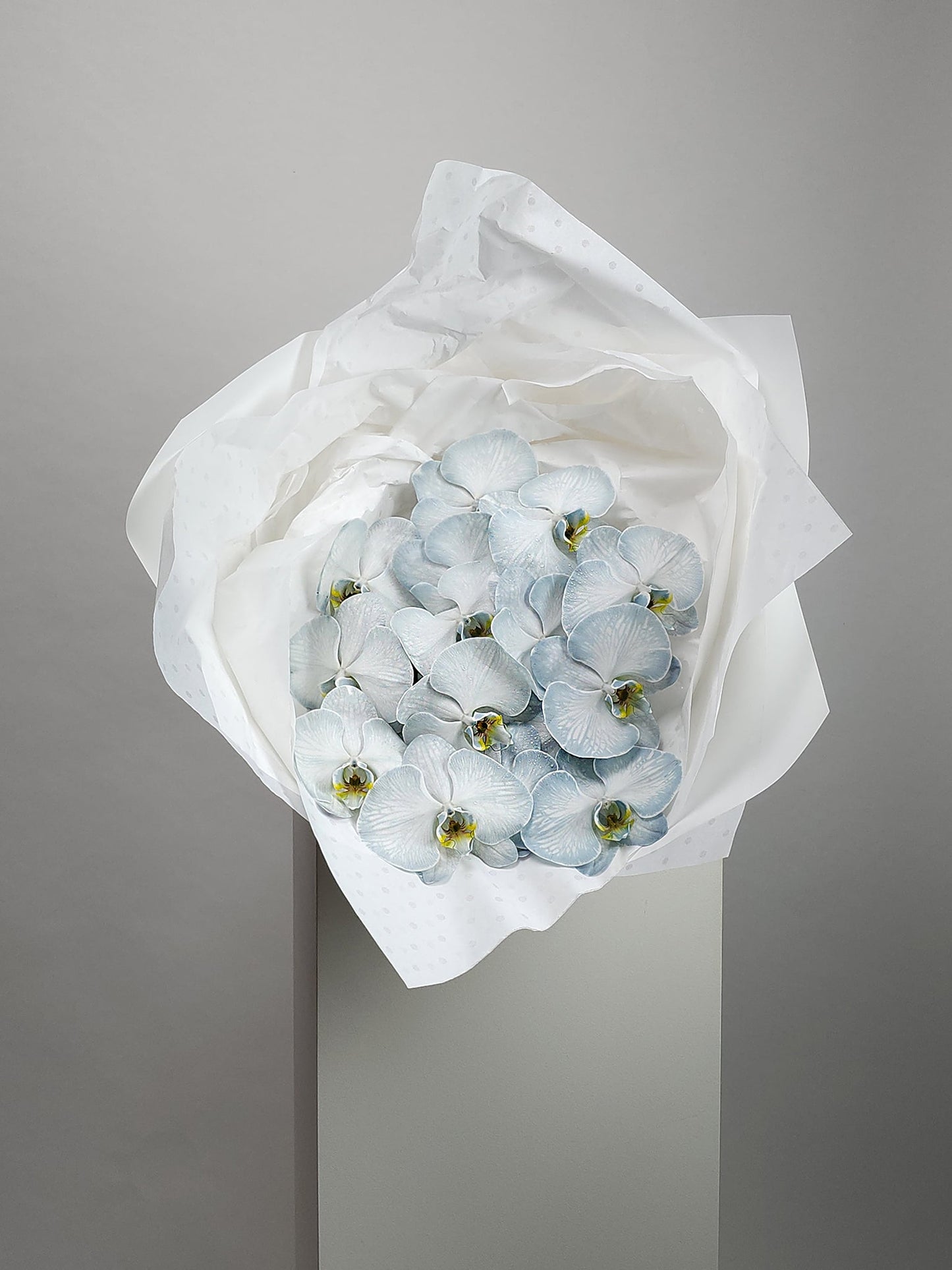 Phalaenopsis orchids Flowers Hansford Flowers