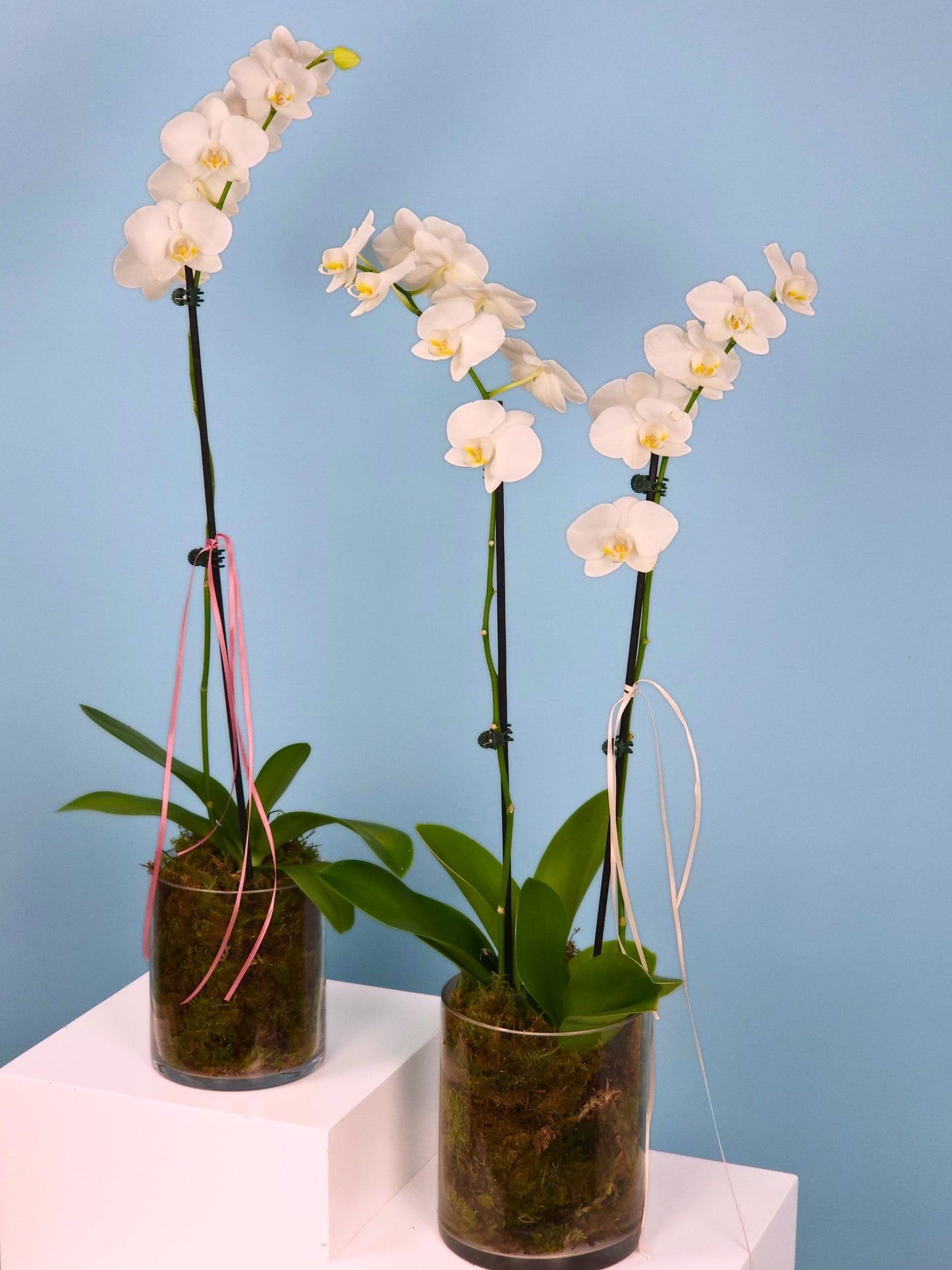 Hansford Flowers Plants