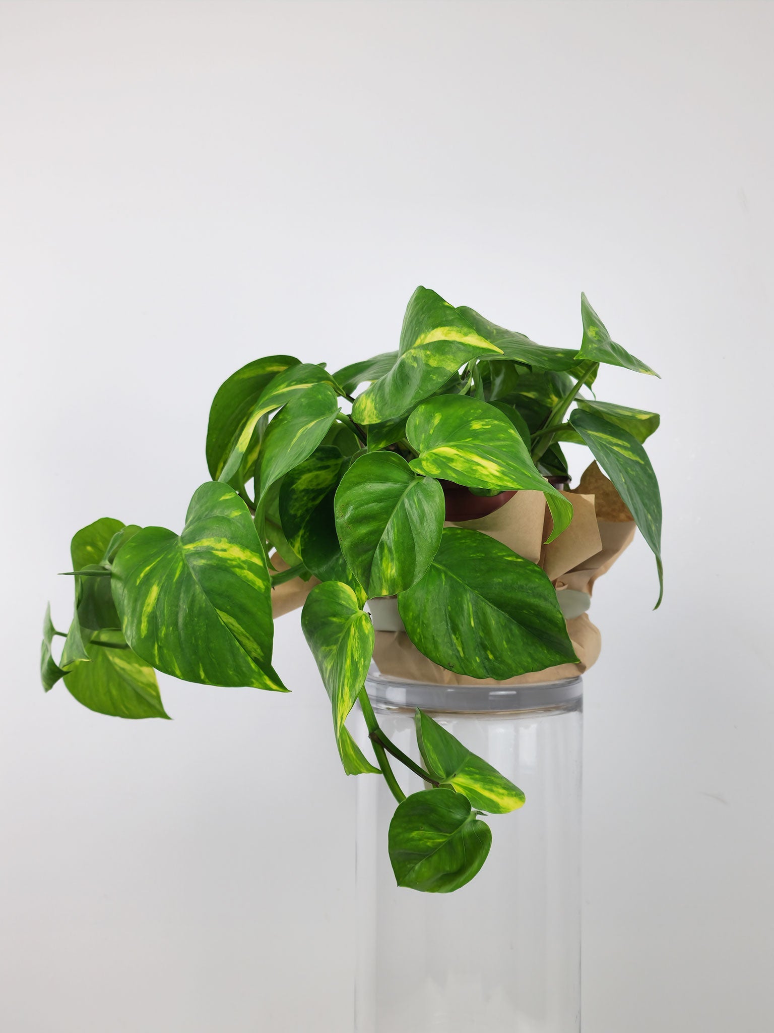indoor plants gold coast Trailing Devils Ivy