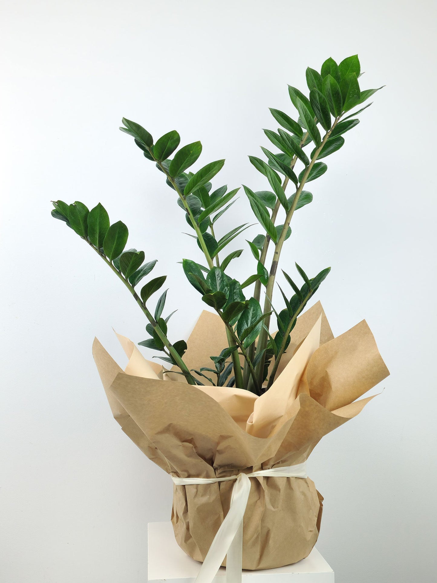 Hansford Flowers Plants