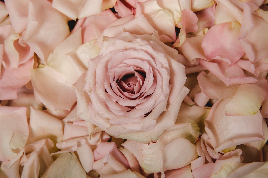 June Birth Flower: Roses - Hansford Flowers