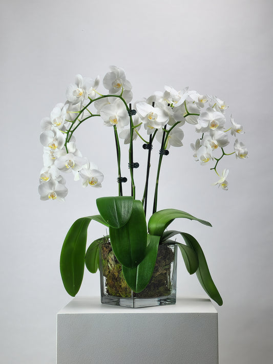 Orquídeas Phalaenopsis en macetas