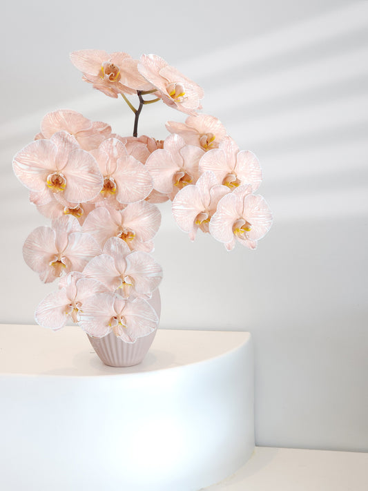 Orquídeas Phalaenopsis