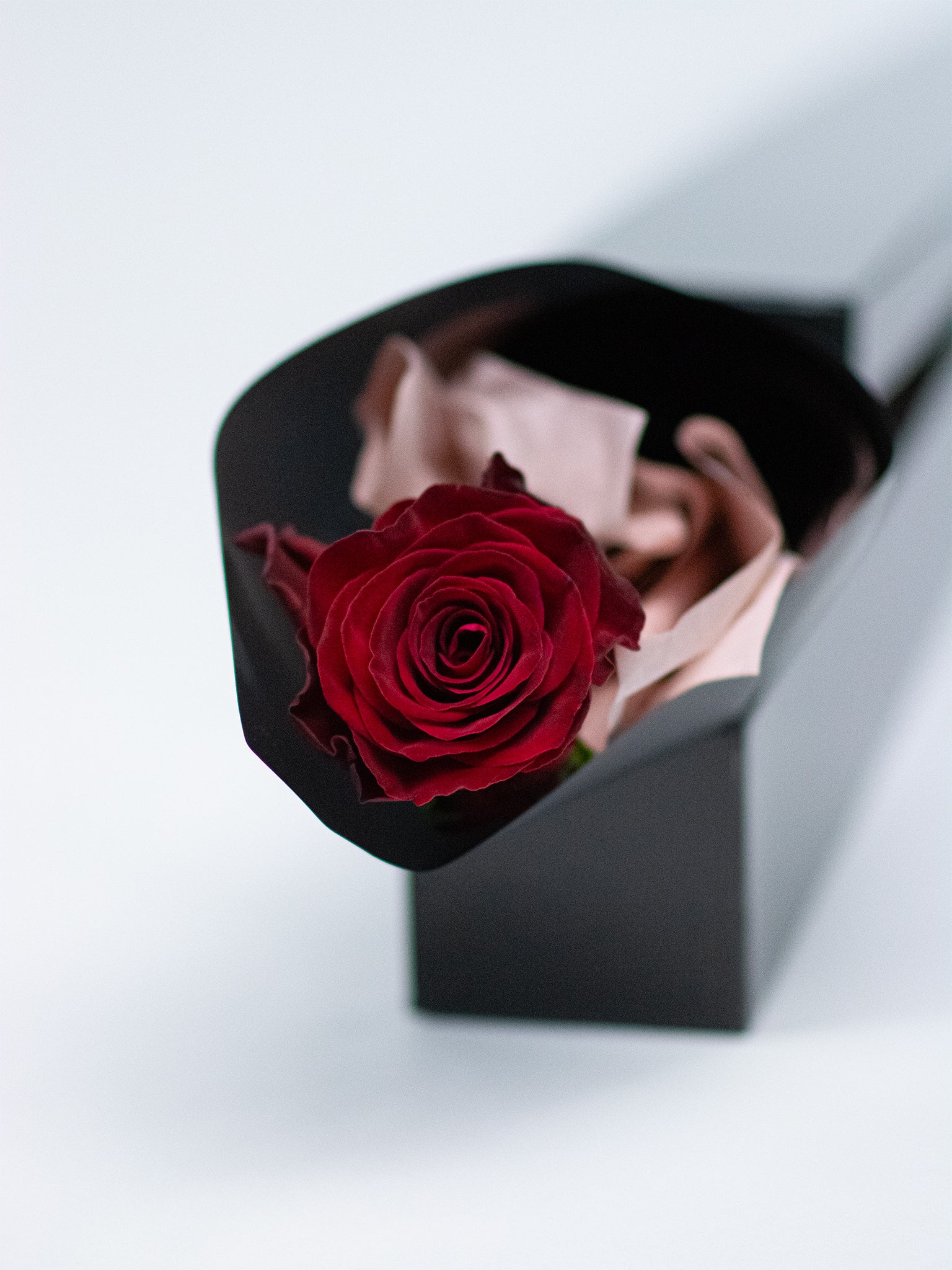 single rose in a box