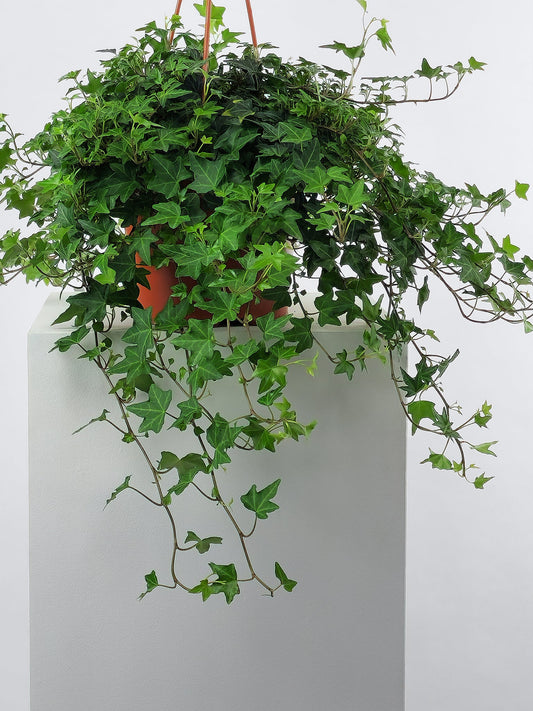English Ivy Potted Plant Plants Hansford Flowers