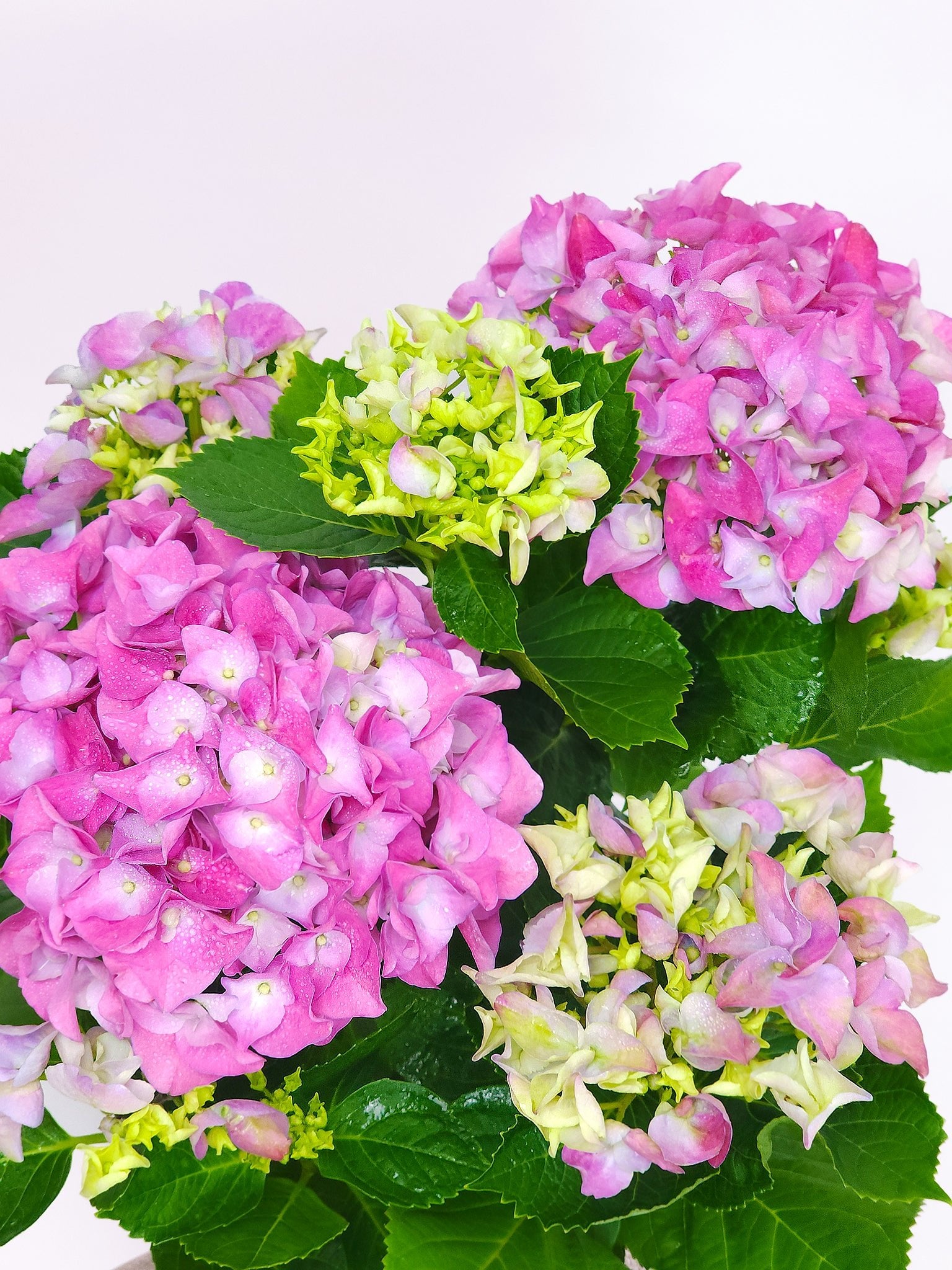 Hydrangea Plant Plants Hansford Flowers